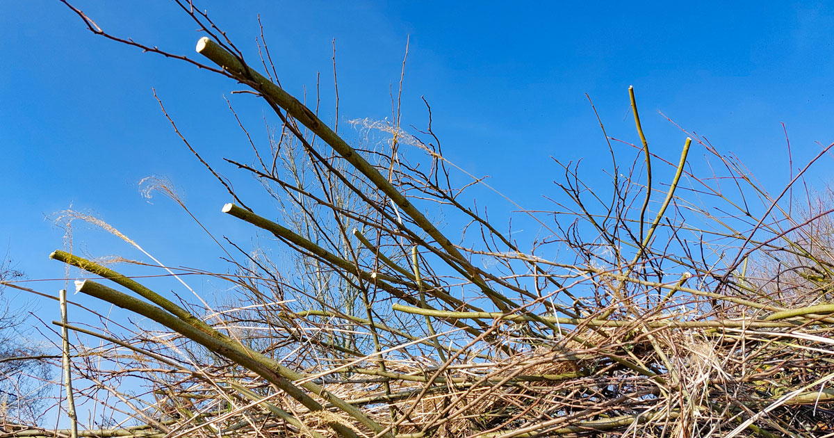 Takken en lange grasstengels tegen een blauwe lucht